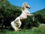 cavallo.jpg