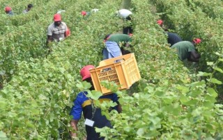 Braccianti agricoli in un campo