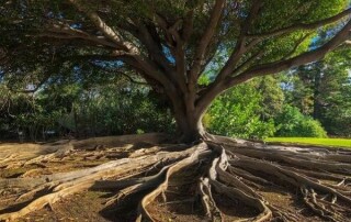 radici-albero-frutti