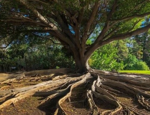 Le radici, l’albero, i frutti.